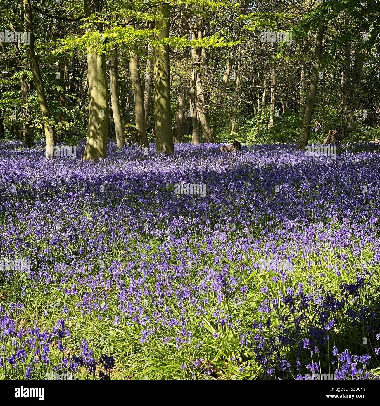 Bluebells - Smartphone Captured Stock Image