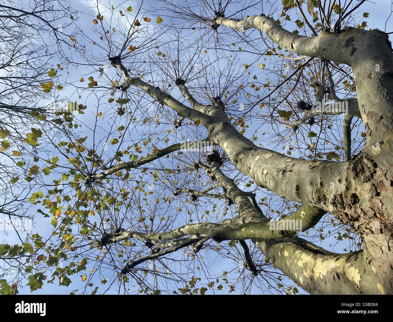Winter tree - Smartphone Captured Stock Image