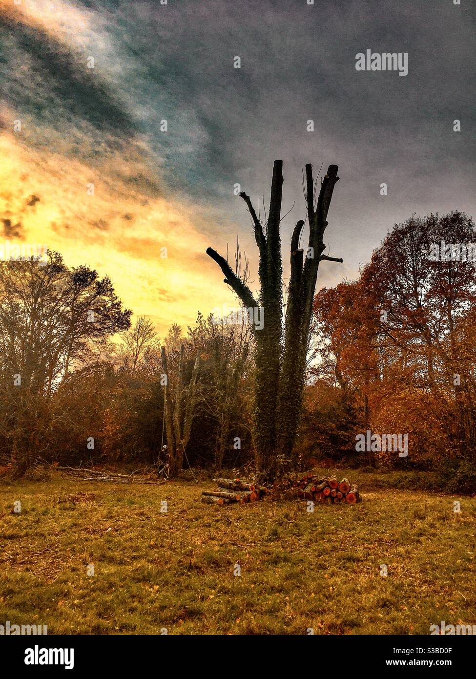 Tree clearing in Tunbridge Wells Stock Photo Alamy