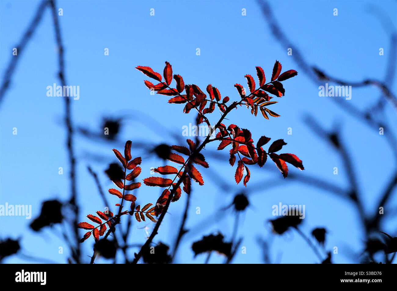 Branch of small red leaves of rowan on the background of the sky - Smartphone Captured Stock Image
