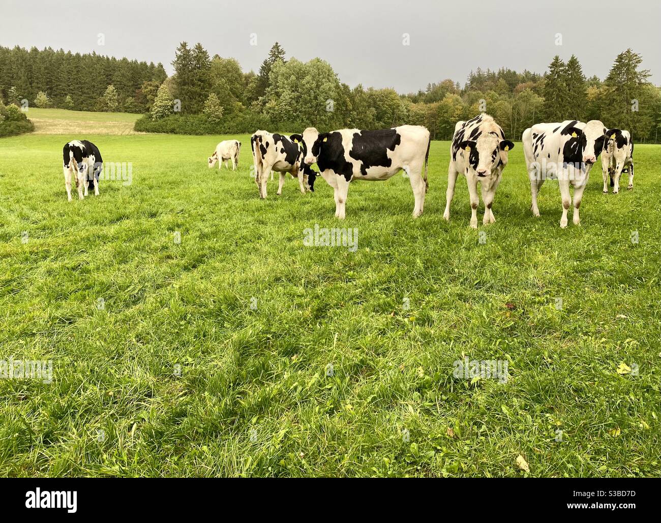 Black and white holstein cows hi-res stock photography and images - Alamy