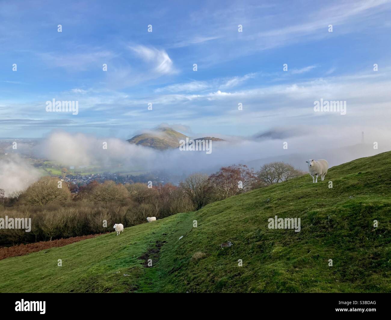 Sheep on Ragleth Hill, with the misty Stretton Hills behind - Church Stretton, Shropshire - Smartphone Captured Stock Image