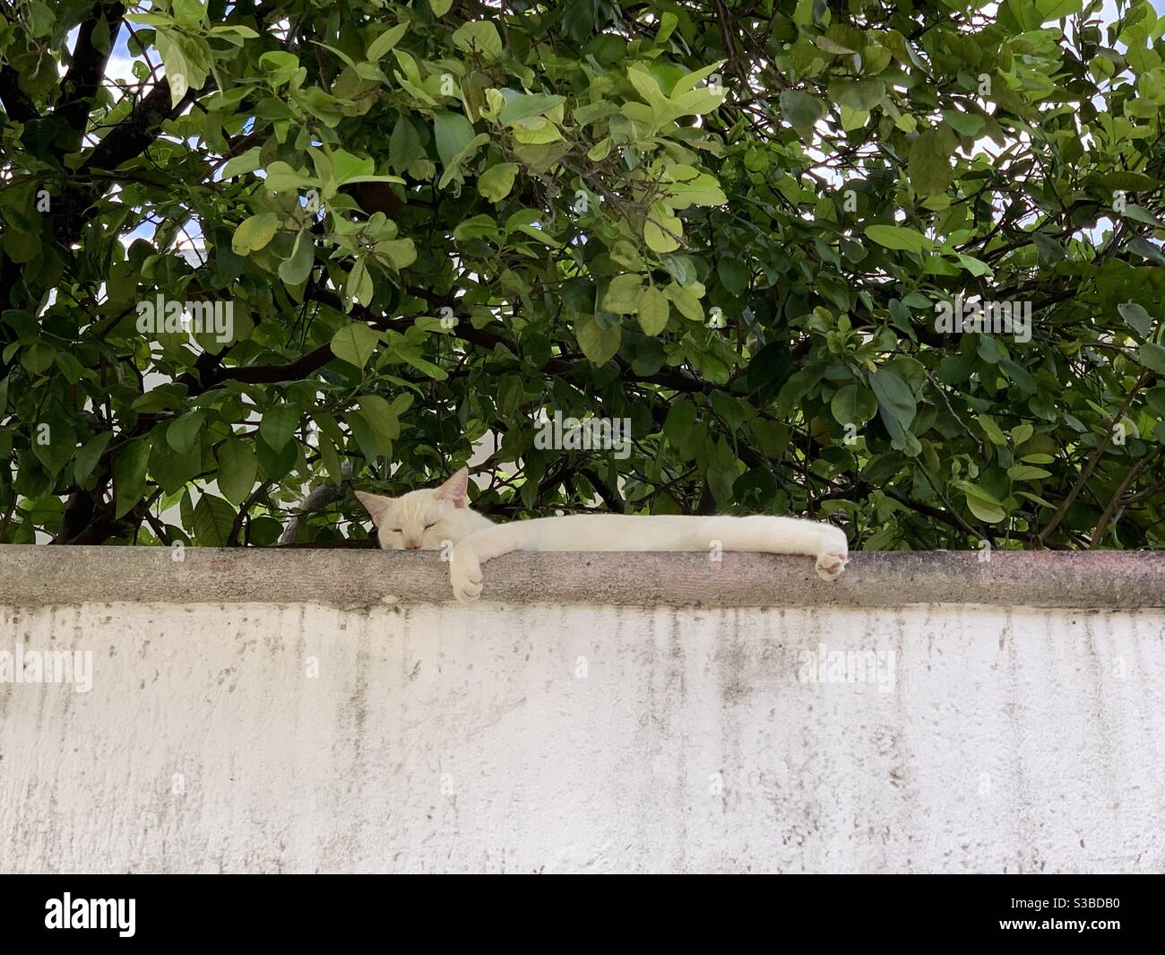 Sleeping time - Smartphone Captured Stock Image