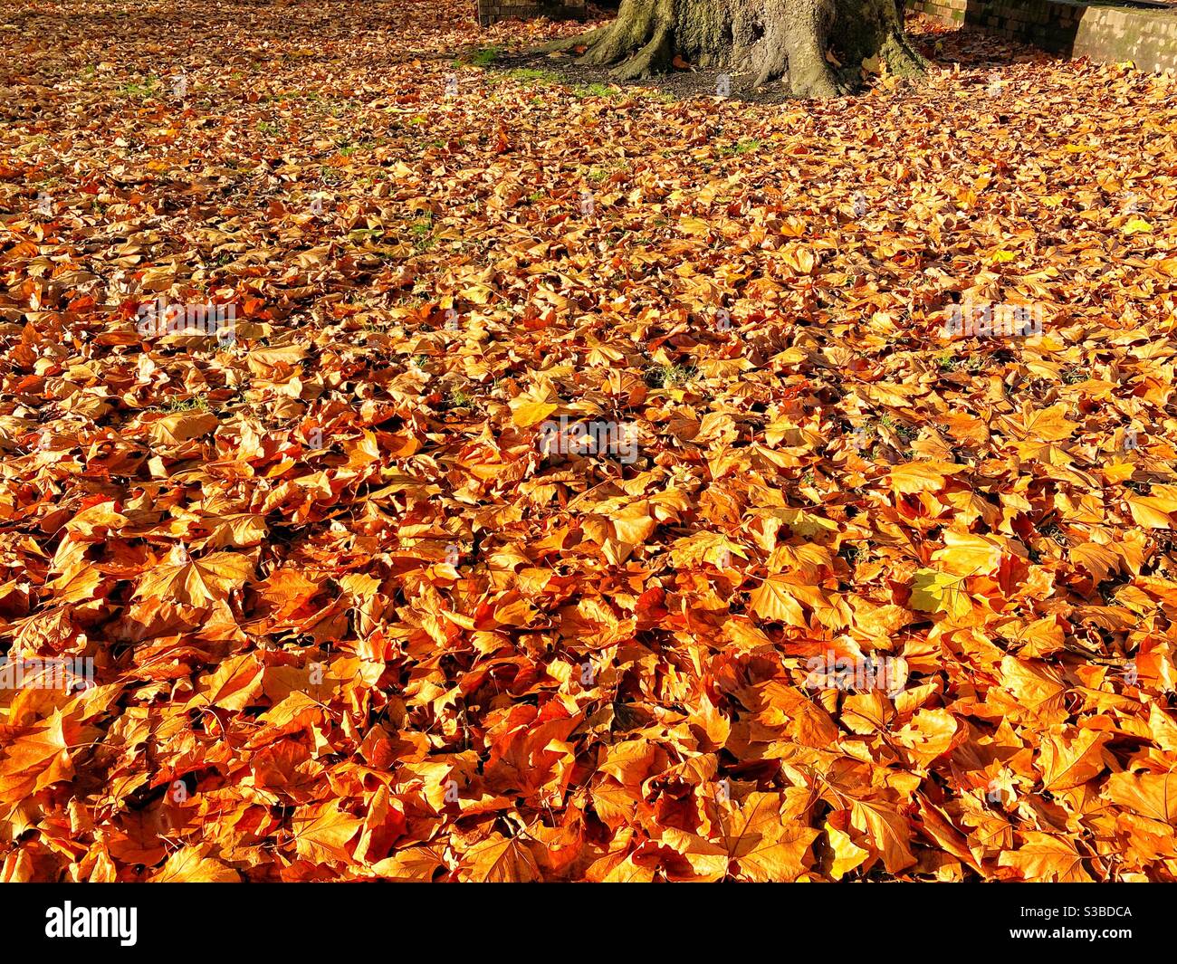Carpet of golden leaves hi-res stock photography and images - Alamy