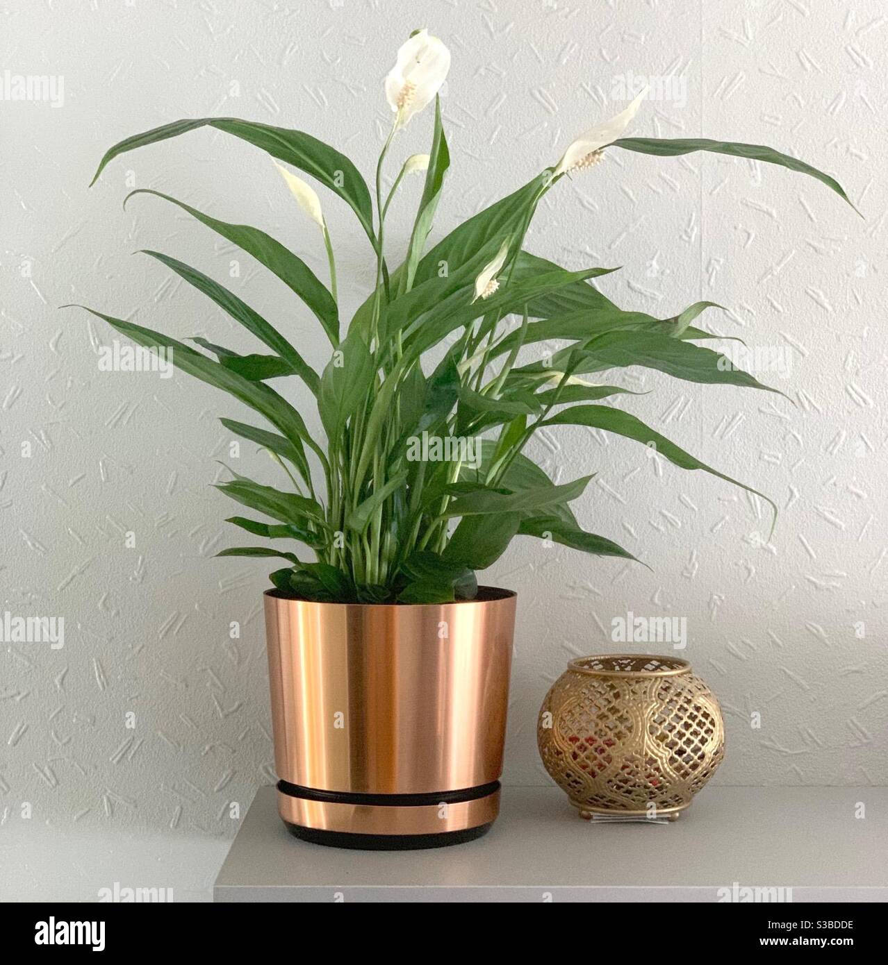 Peace Lilly house plant Stock Photo