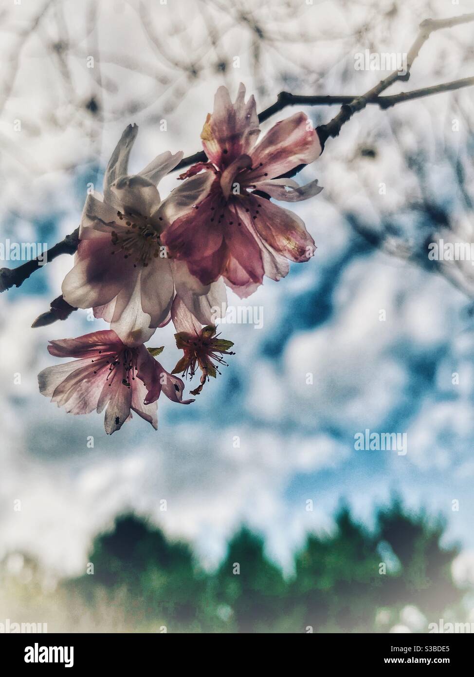 Japanese Cherry tree blooming in autumn, North Carolina - Smartphone Captured Stock Image
