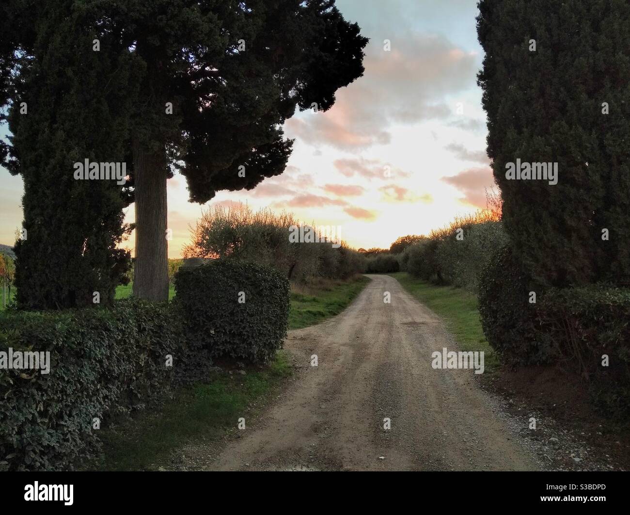 Country road in the Chianti area close to Florence at sunset Stock Photo