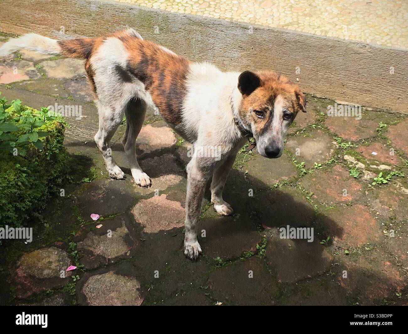 Portrait of an abandoned dog seen in the island of Bali Stock Photo