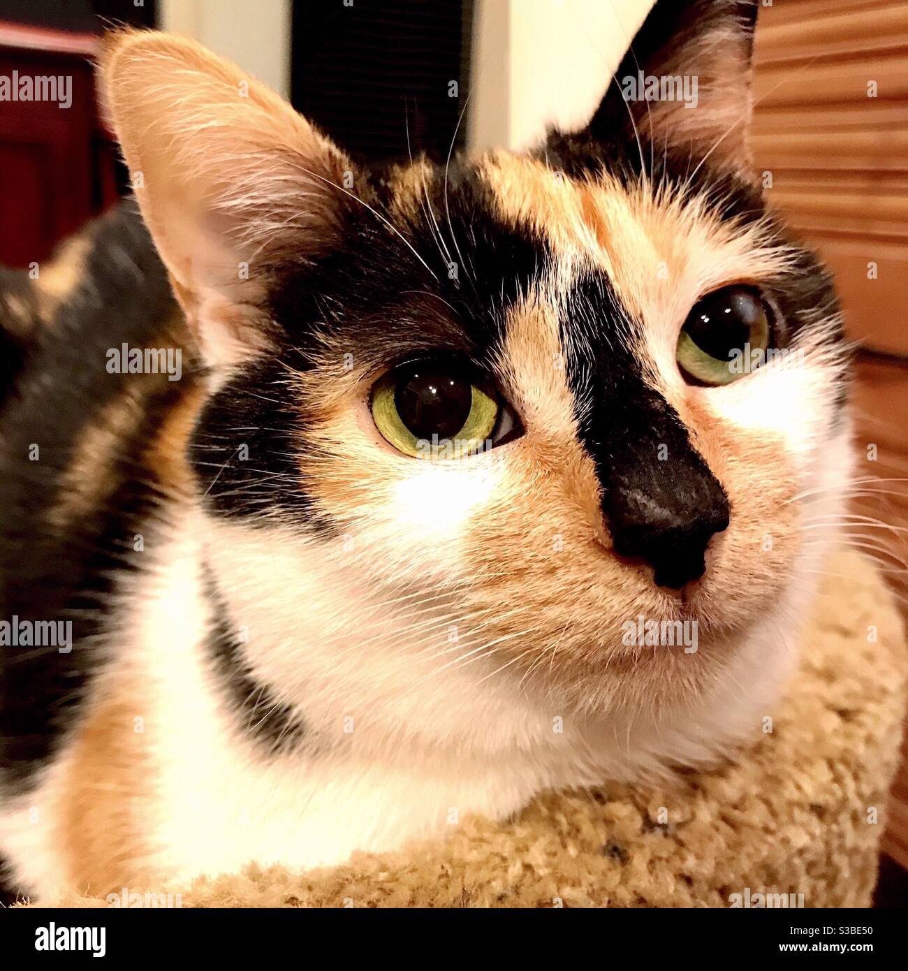 Portrait of beautiful calico cat indoor companion pet spayed female with gorgeous green eyes, domestic or american shorthair kitty, born with URI which ruptured Iris in left eye and caused blindness Stock Photo