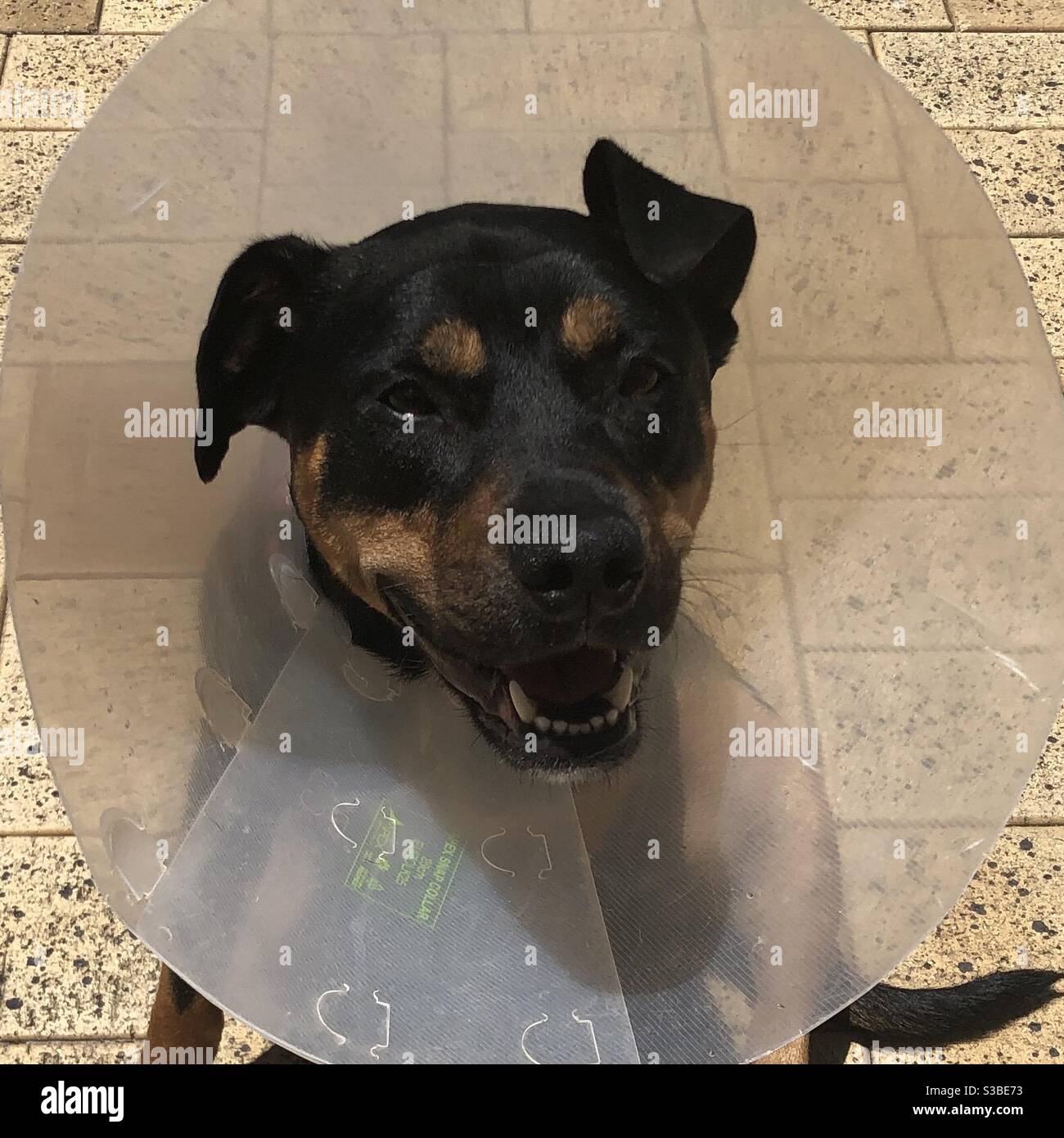 Collar dogs wear store after surgery