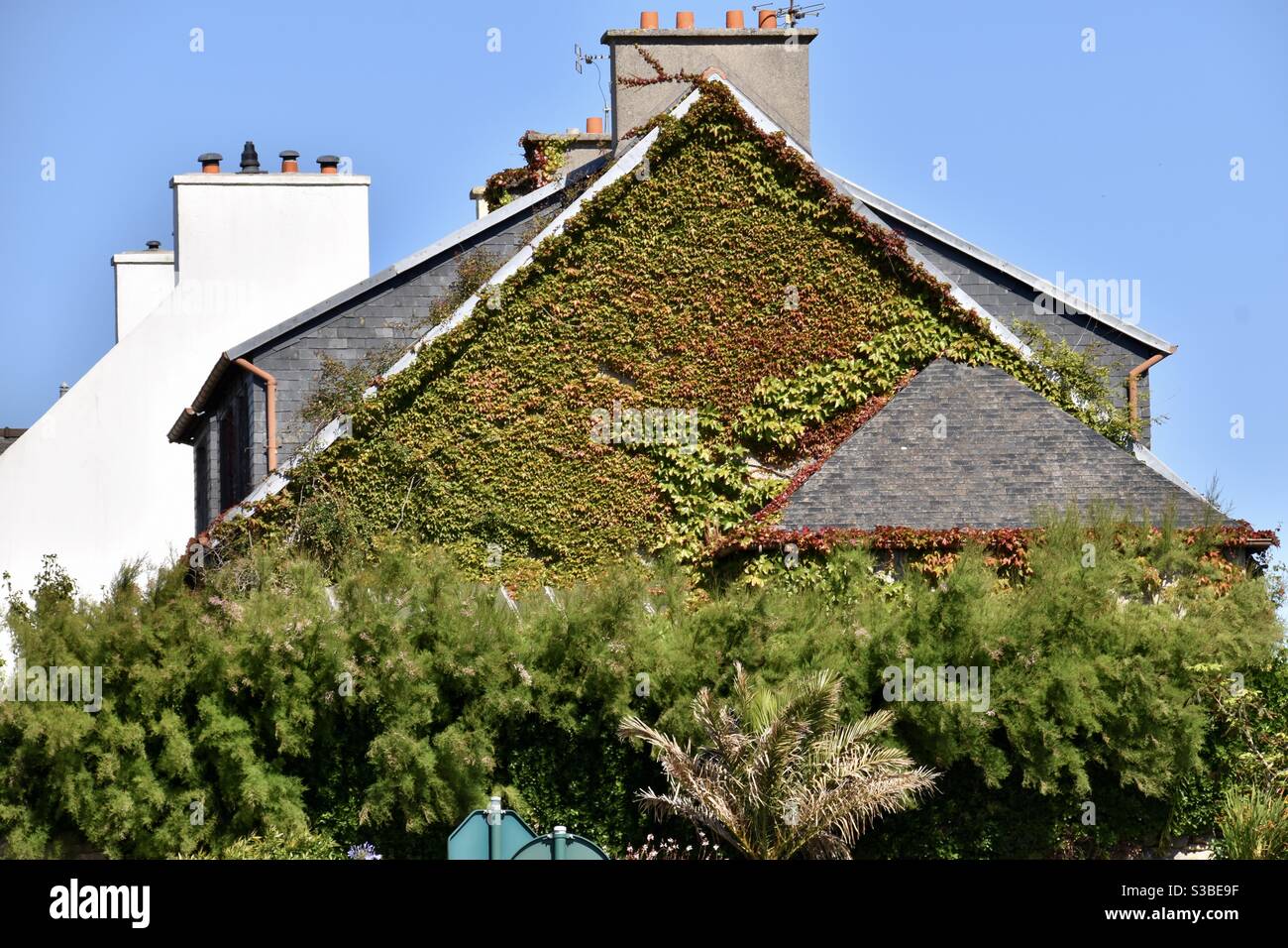 Green City with a house with green leafs and Efeu on the wall as a symbol against climate change Stock Photo