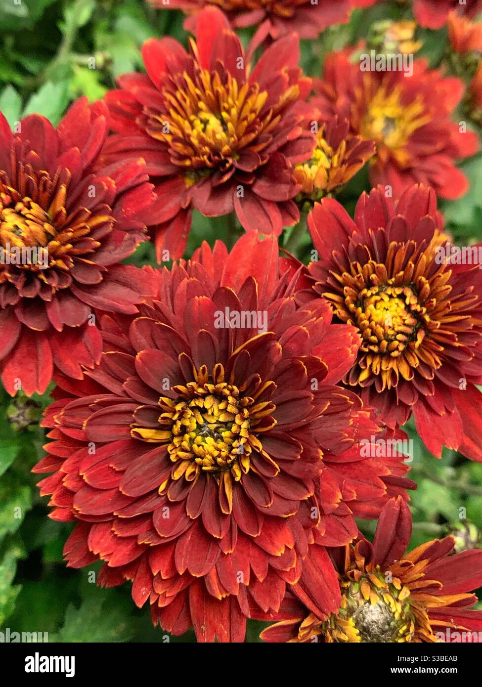 Maroon chrysanthemum flowers Stock Photo Alamy