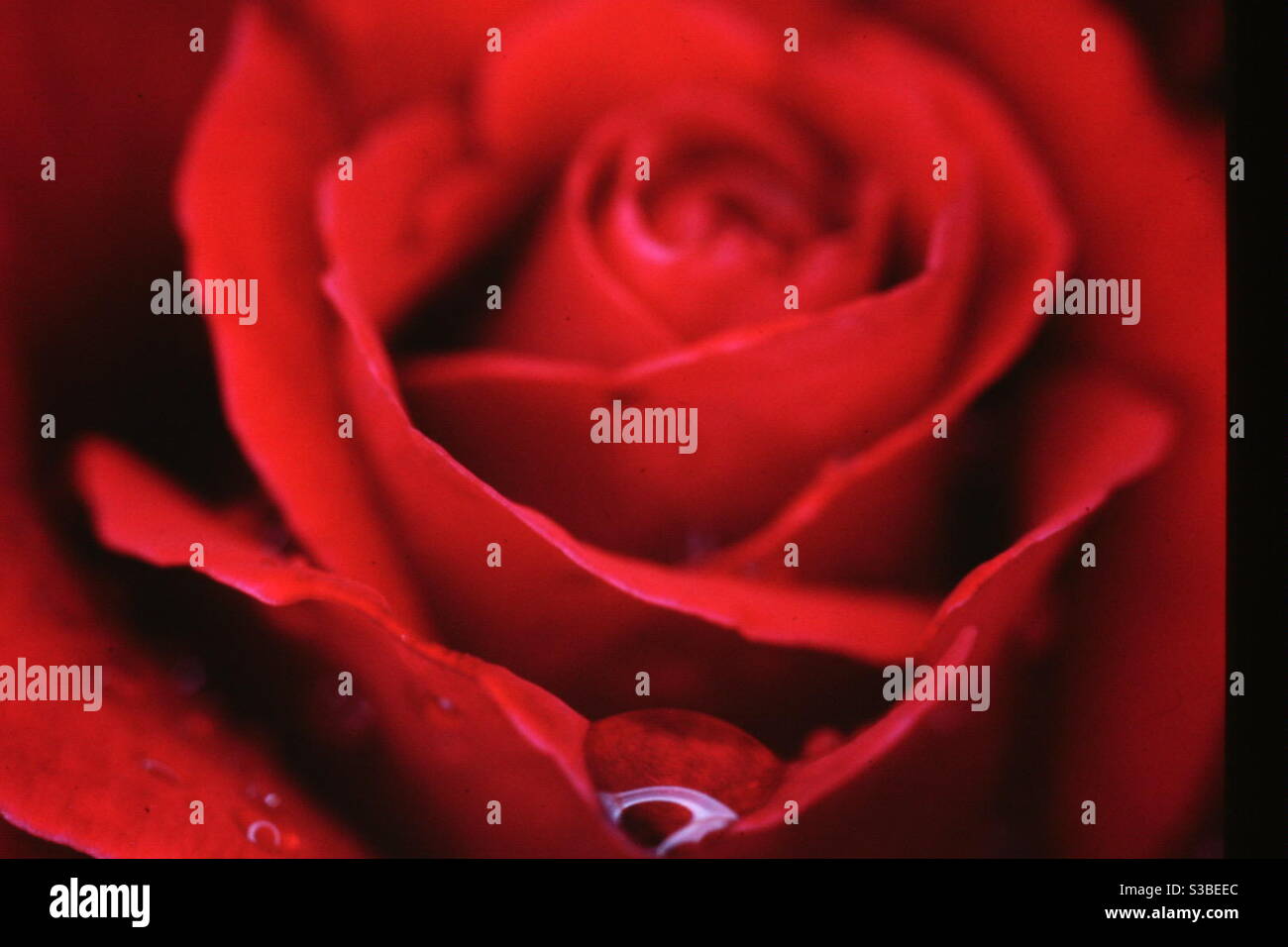 Red rose and raindrop. - Smartphone Captured Stock Image