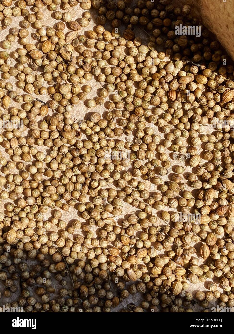 Coriander seeds drying in the sun - Smartphone Captured Stock Image