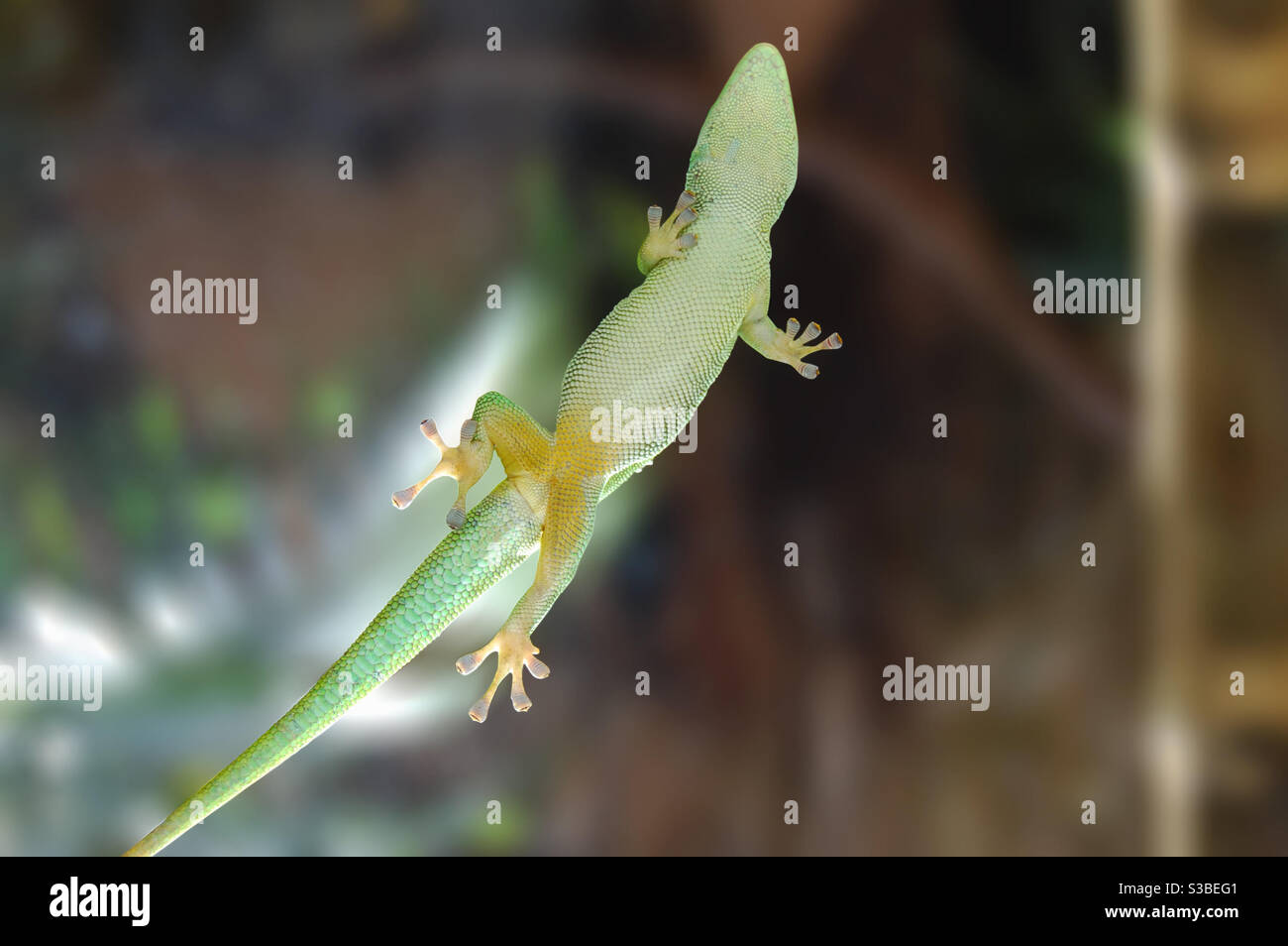 Gecko watching - Smartphone Captured Stock Image