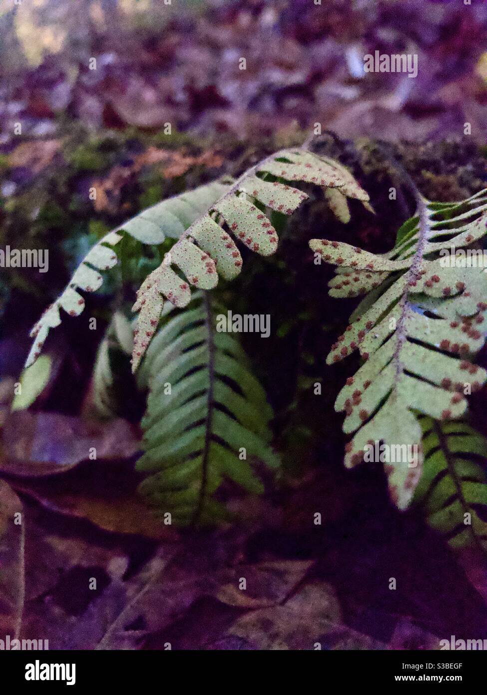 Underside of small ferns Stock Photo
