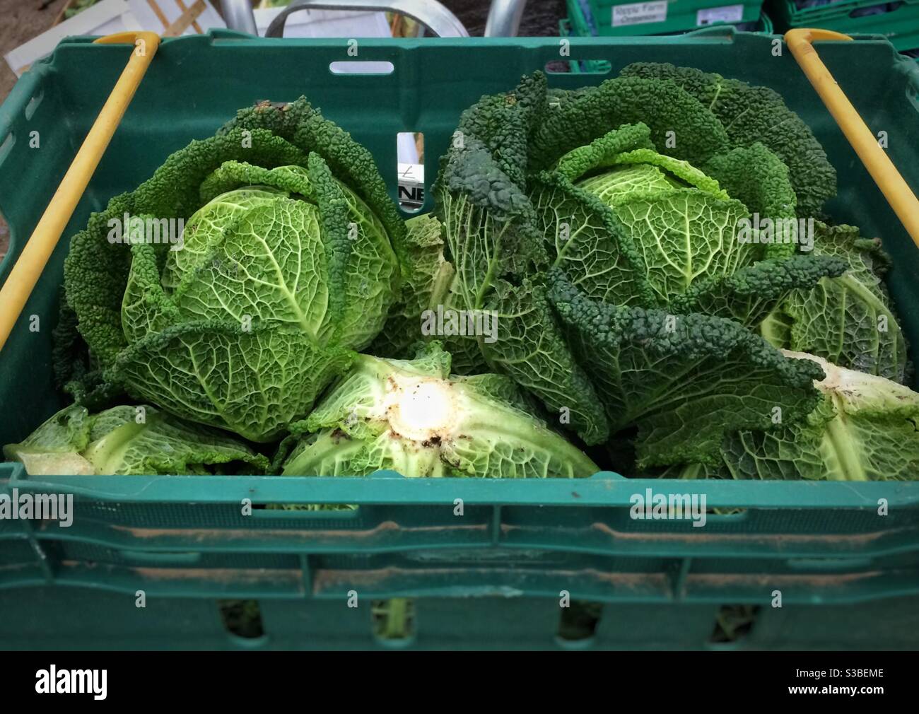 A crate of freshly harvested organic Savoy cabbages - Smartphone Captured Stock Image