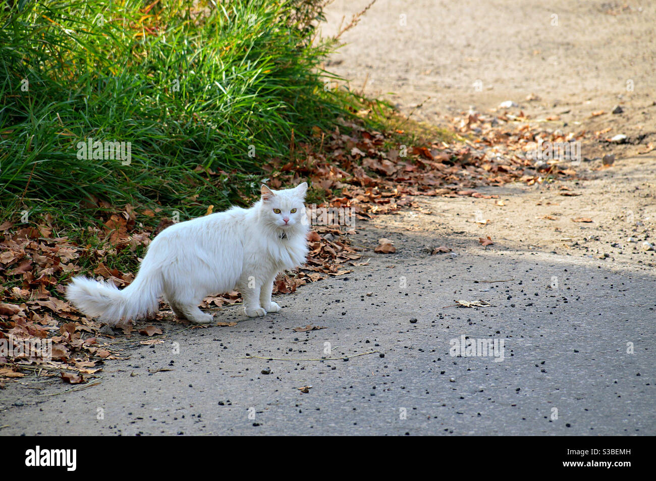 White fluffy cat stands on the road and looks at the camera - Smartphone Captured Stock Image