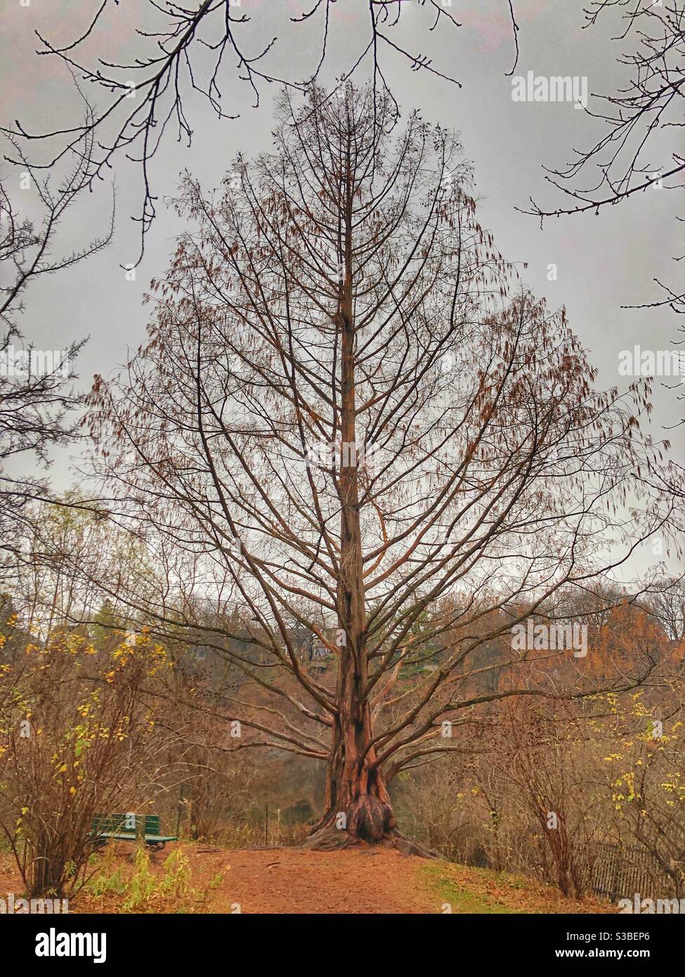 A barren tree standing tall and proud in a tranquil autumn landscape. - Smartphone Captured Stock Image