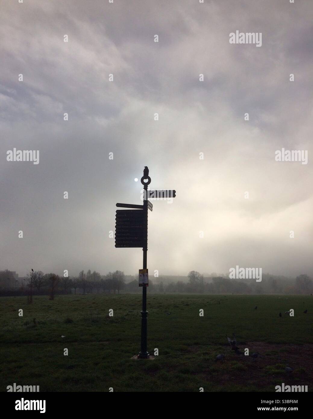 A crow perched silhouetted on a signpost in Lordship Recreation Ground, Tottenham, London on a cold and misty winters day Stock Photo
