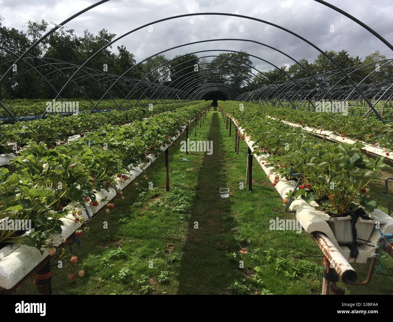 Strawberry picking farm pick your own Stock Photo Alamy