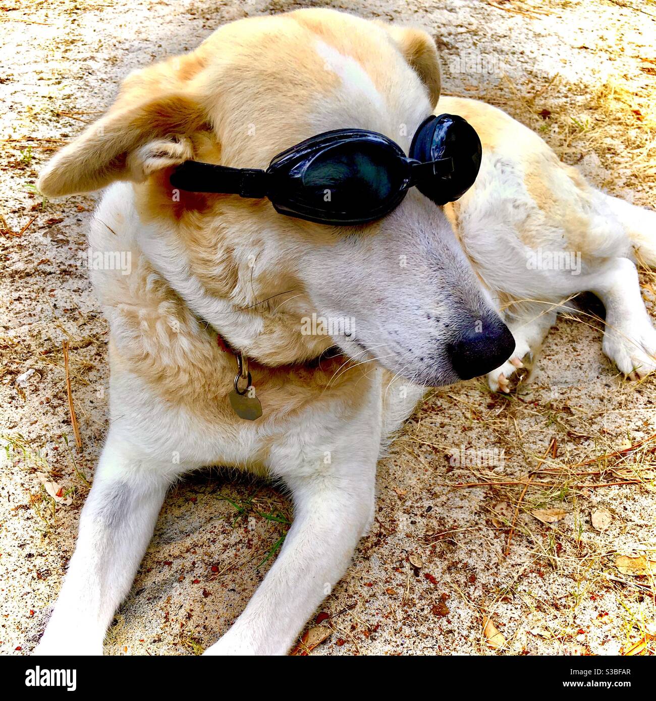 A dog wearing goggles Stock Photo