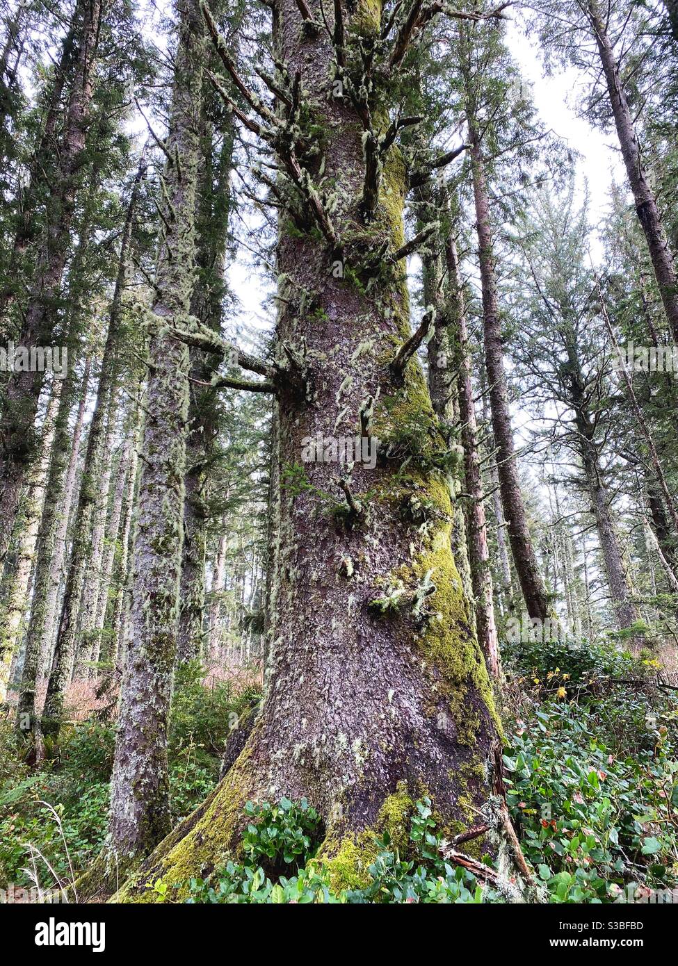 Mossy trees in a forest in Cape Perpetua, Oregon. Stock Photo