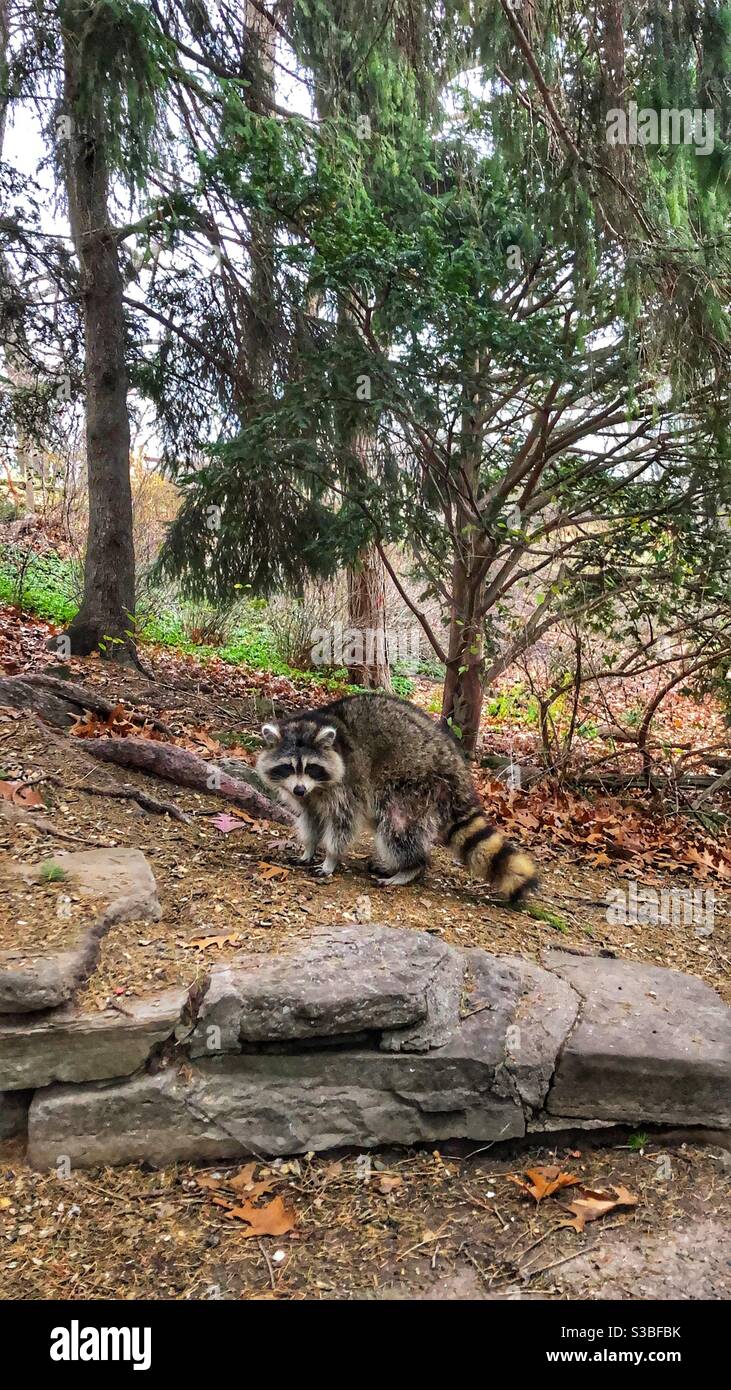 A curious raccoon in the woods. Stock Photo
