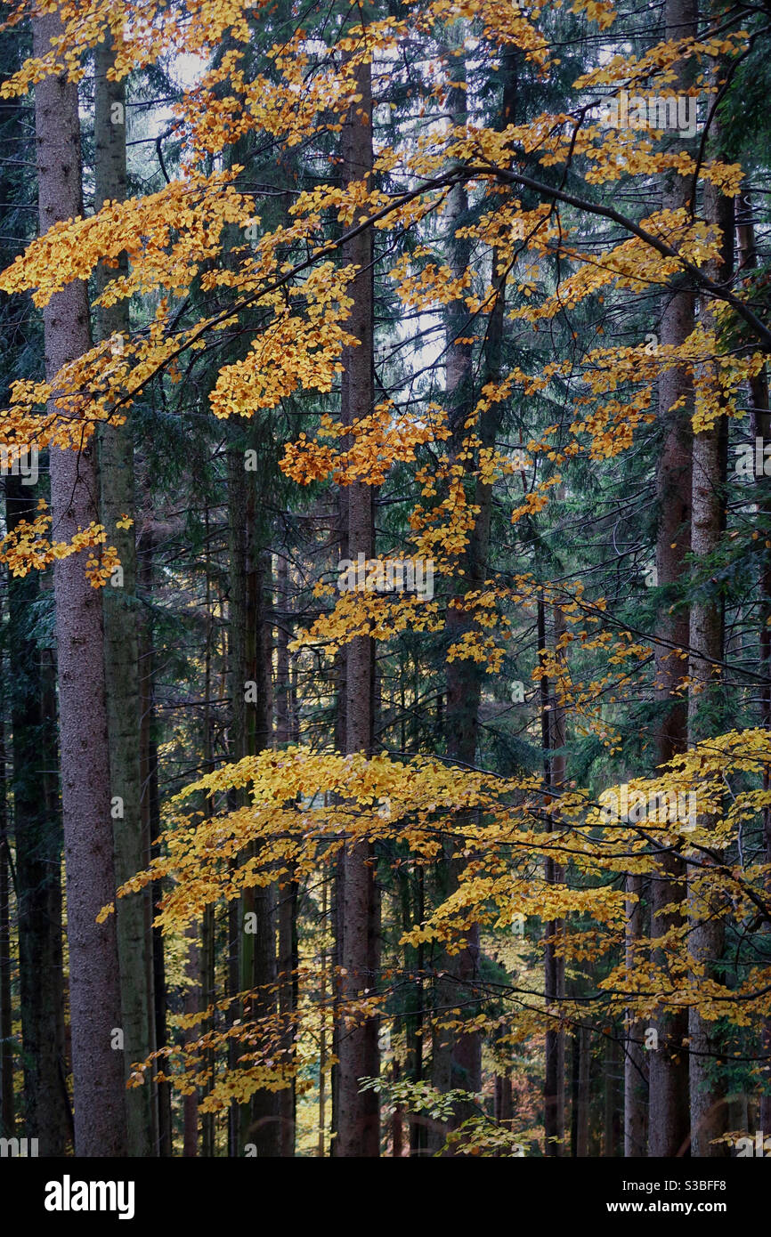 Autumn change hi-res stock photography and images - Alamy