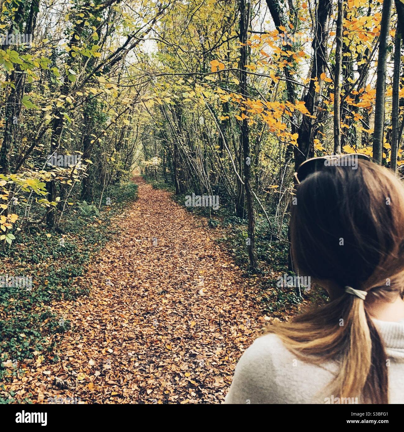 Woodland walks hi-res stock photography and images - Alamy