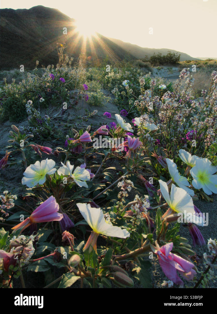 Wildflower bloom in the Anza Borrego Desert Stock Photo Alamy
