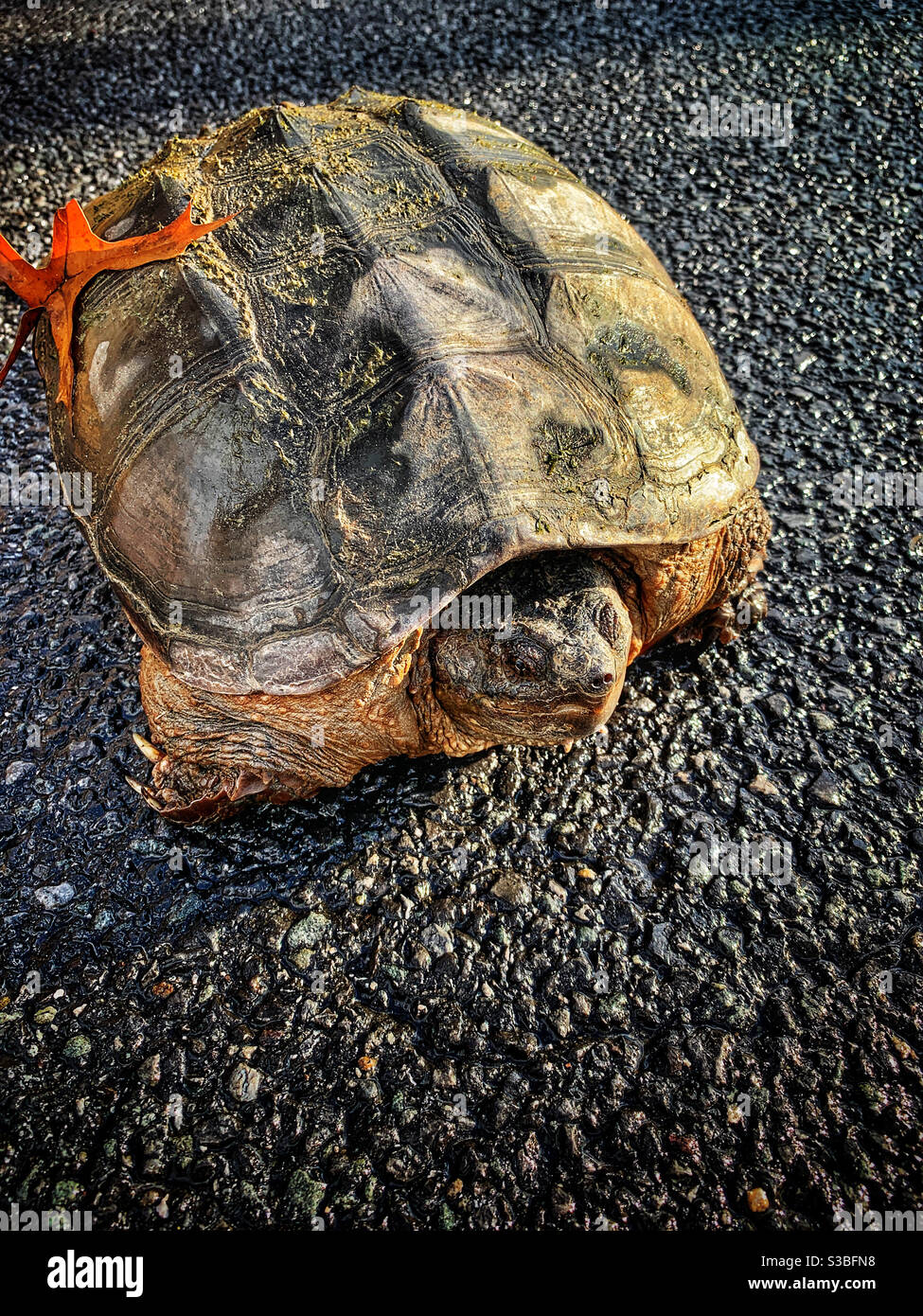 Snapping turtle in the middle of the road Stock Photo