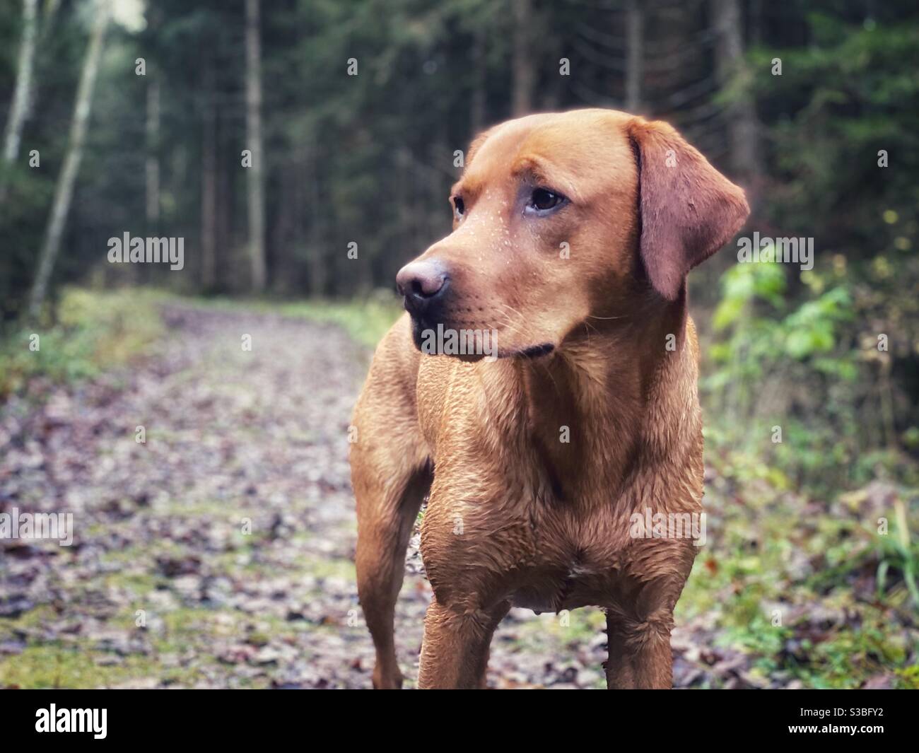 Wet red brown Labrador retriever dog on a forest pathlooking to the side Stock Photo