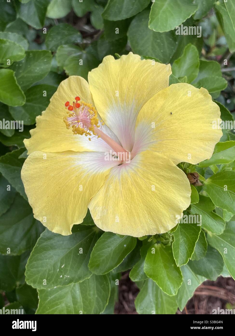 Yellow hibiscus bloom with white center - Smartphone Captured Stock Image