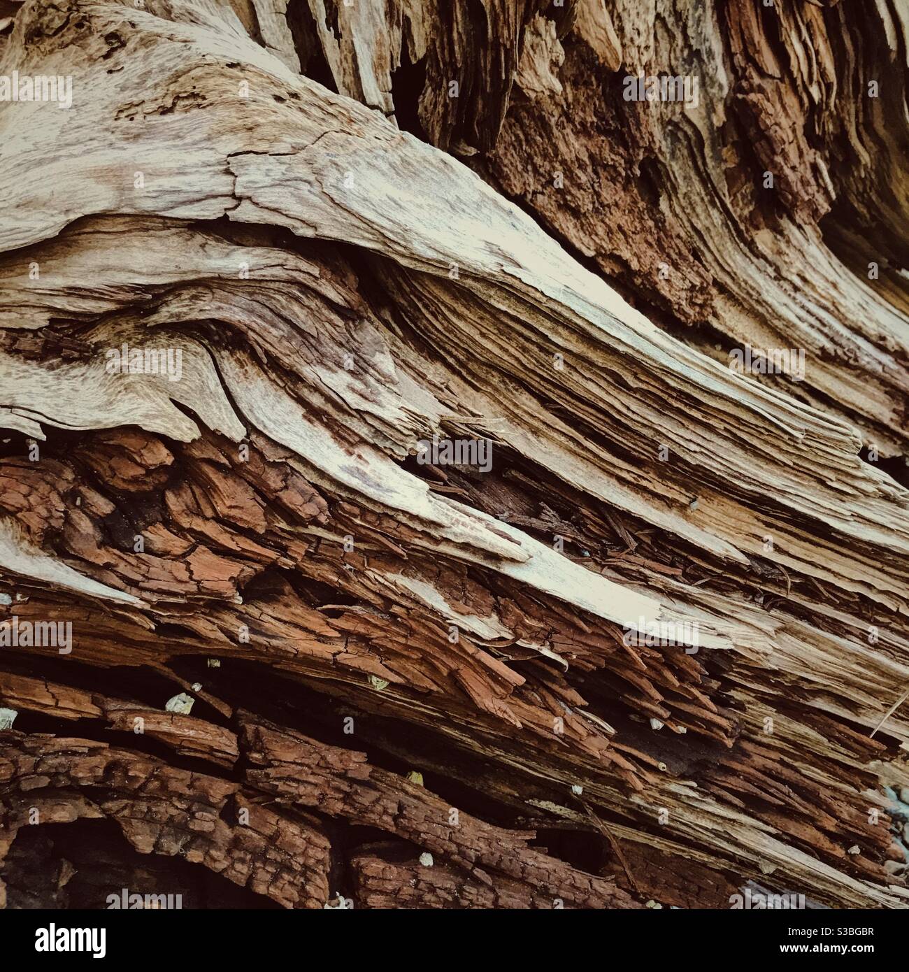 Closeup driftwood hires stock photography and images Alamy