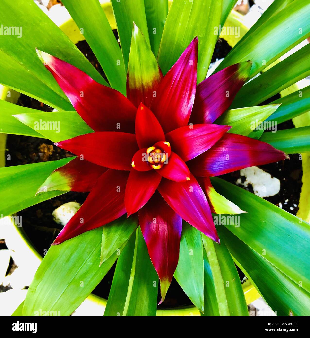Close up of a bromeliad Neoregelia in the garden. Stock Photo
