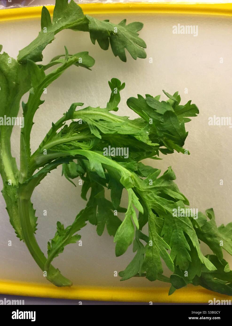 Close up of fresh Japanese mustard greens on a white plate Stock Photo