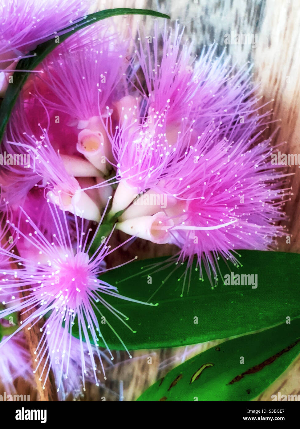 Lilly Pilly flowers pink and fluffy - Smartphone Captured Stock Image