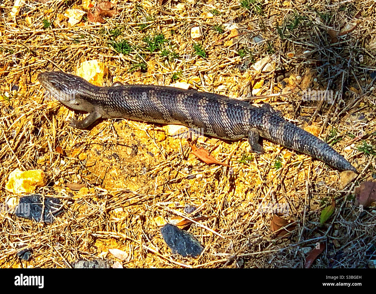 A plump looking Blue Tongue Lizard sunning itself, Australia Stock Photo