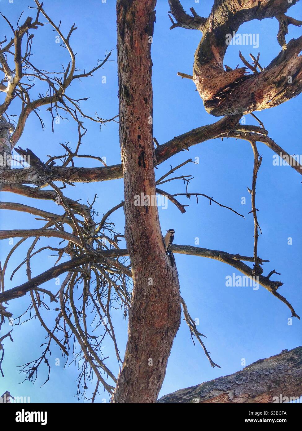 Spot the tiny woodpecker in the tree. - Smartphone Captured Stock Image