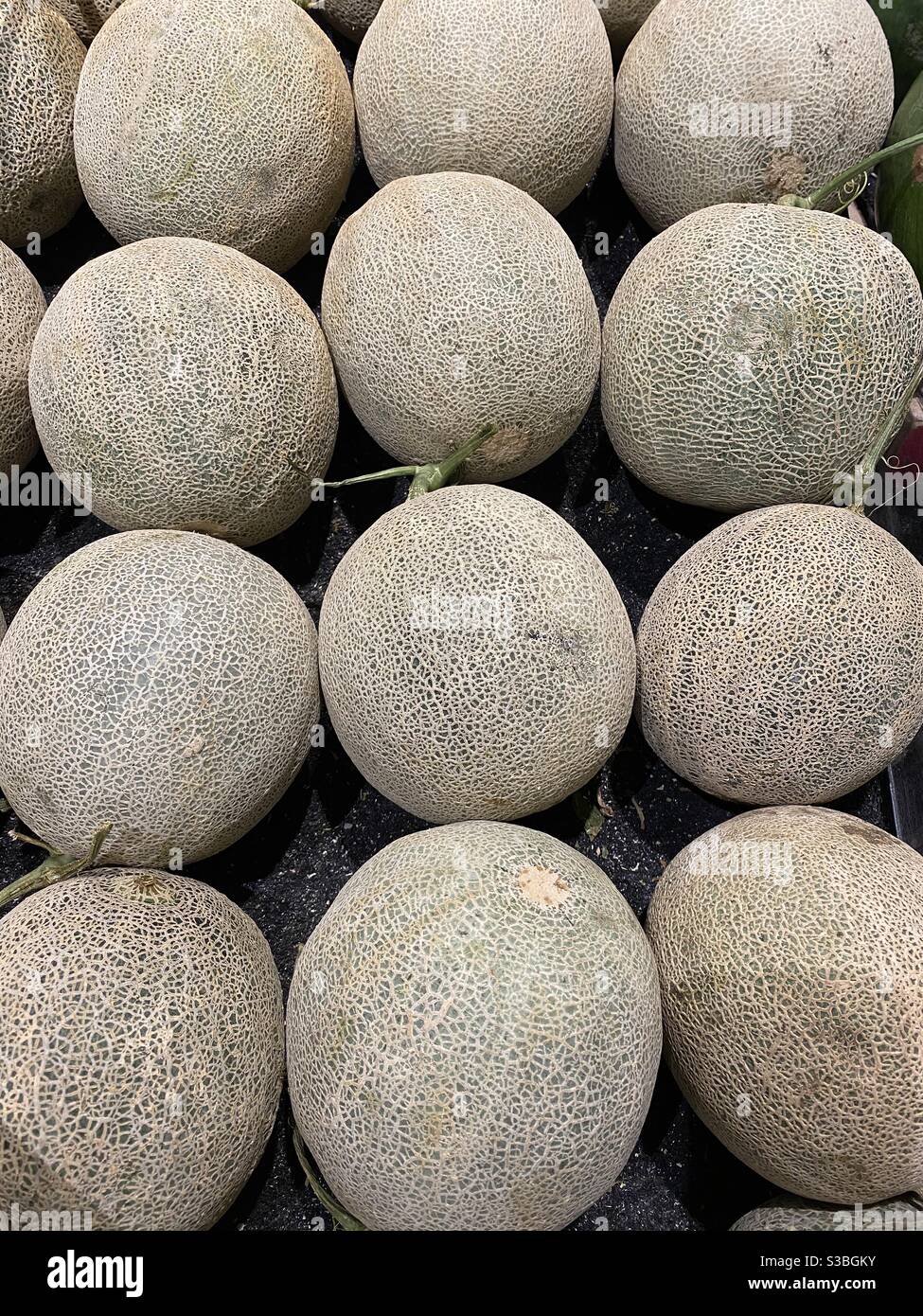 Melon in the market Stock Photo
