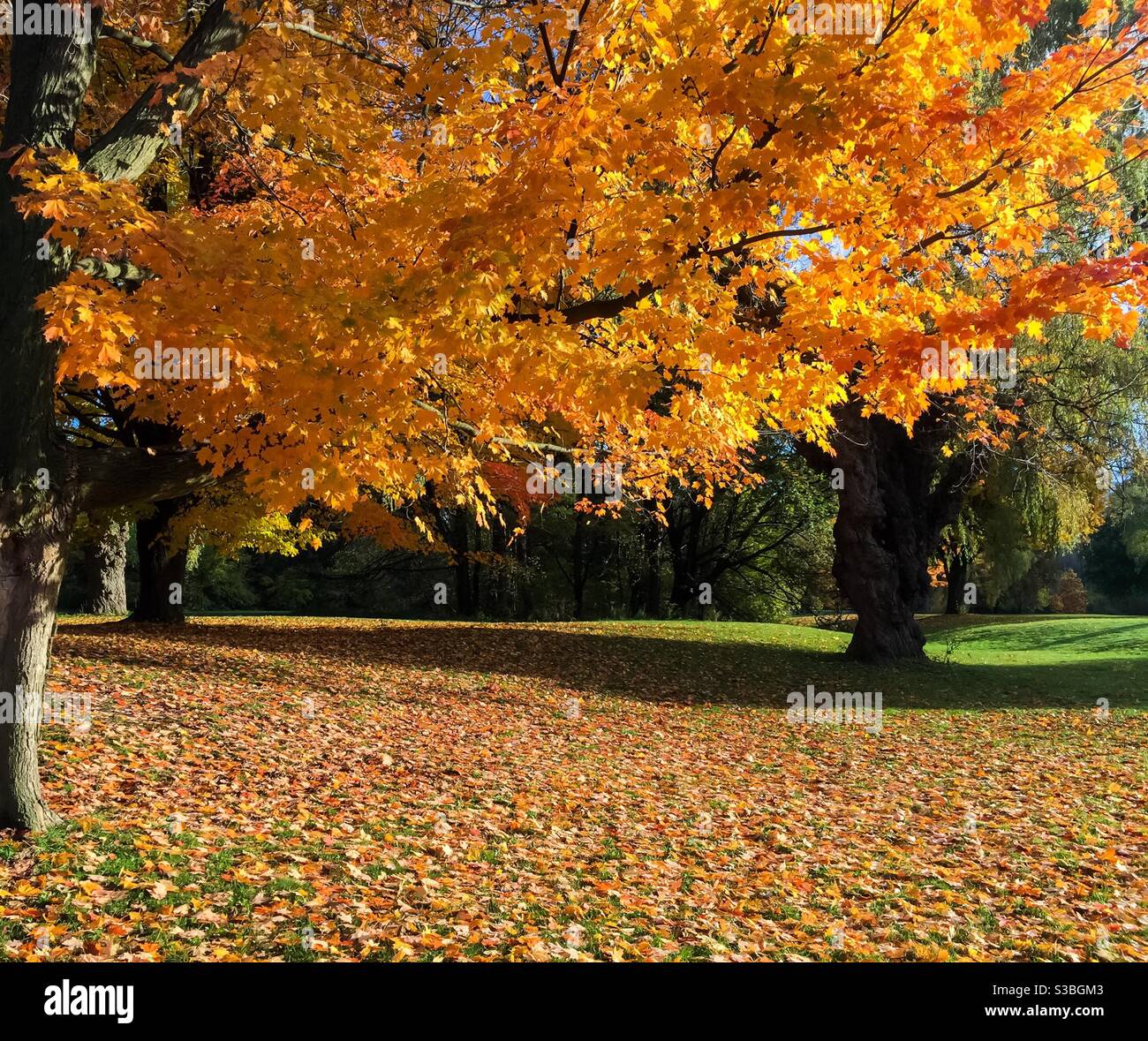 Glorious fall colours, Ontario Stock Photo - Alamy