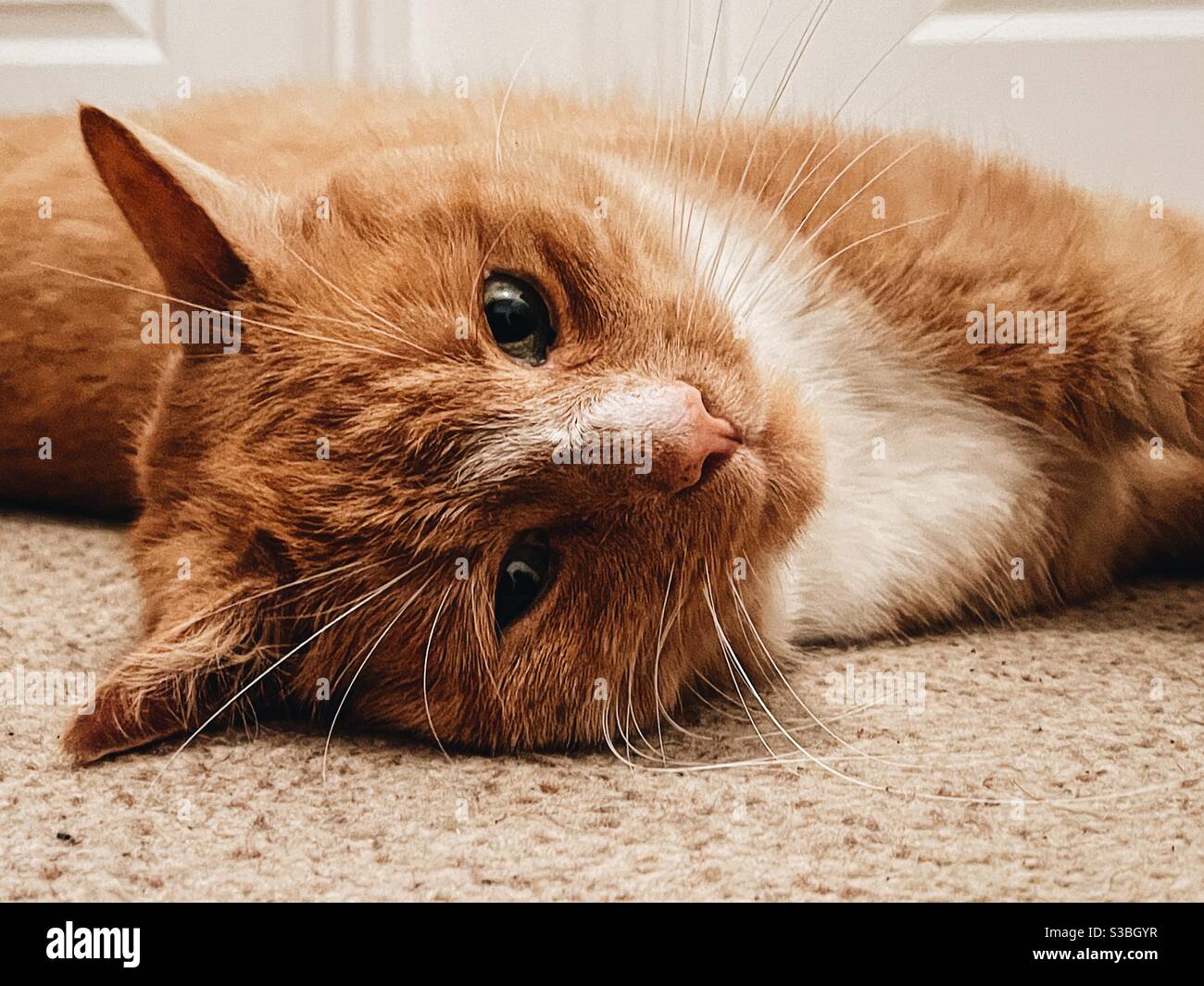 Cat whiskers hires stock photography and images Alamy