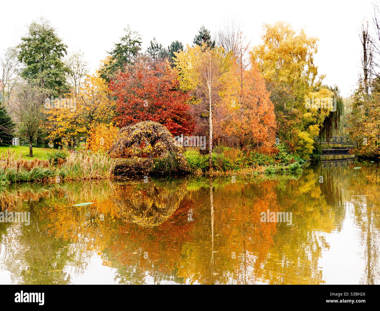 Trees and shrubs at edge of lake showing autumn colour Stock Photo - Alamy