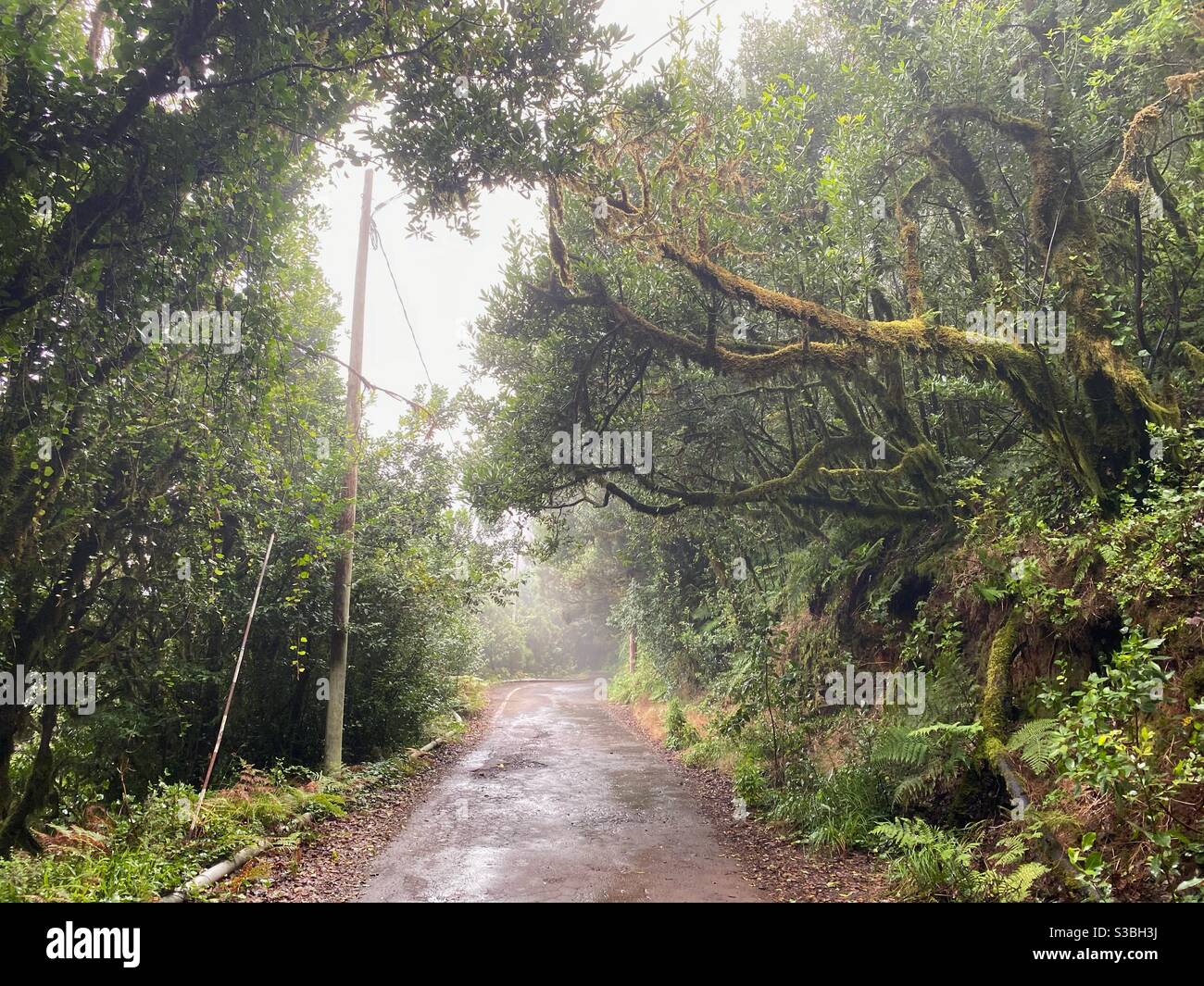 foresta verde ar