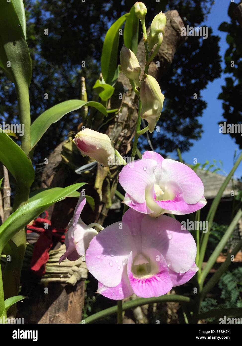 Beautiful orchids hi-res stock photography and images - Alamy