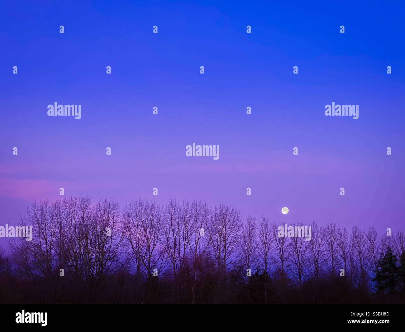 Moon and trees at dawn - Smartphone Captured Stock Image