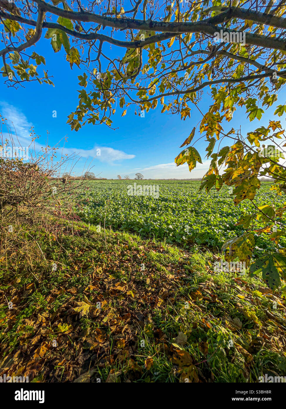Edge of field with growing crop and tree framing right hand side - Smartphone Captured Stock Image