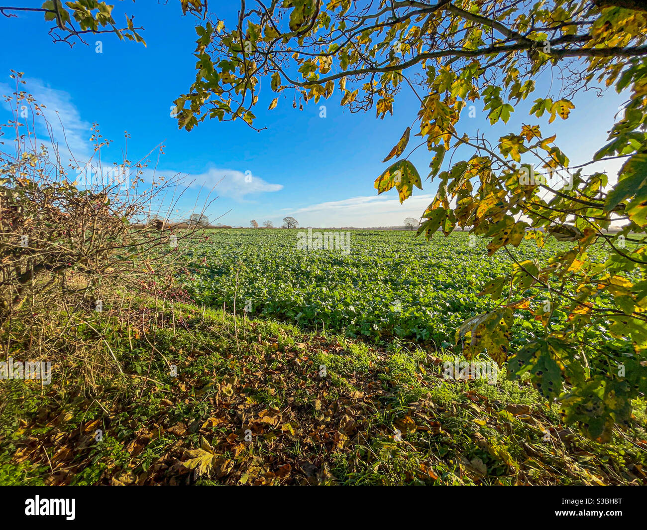 Edge of field with crops growing and tree framing right hand side - Smartphone Captured Stock Image
