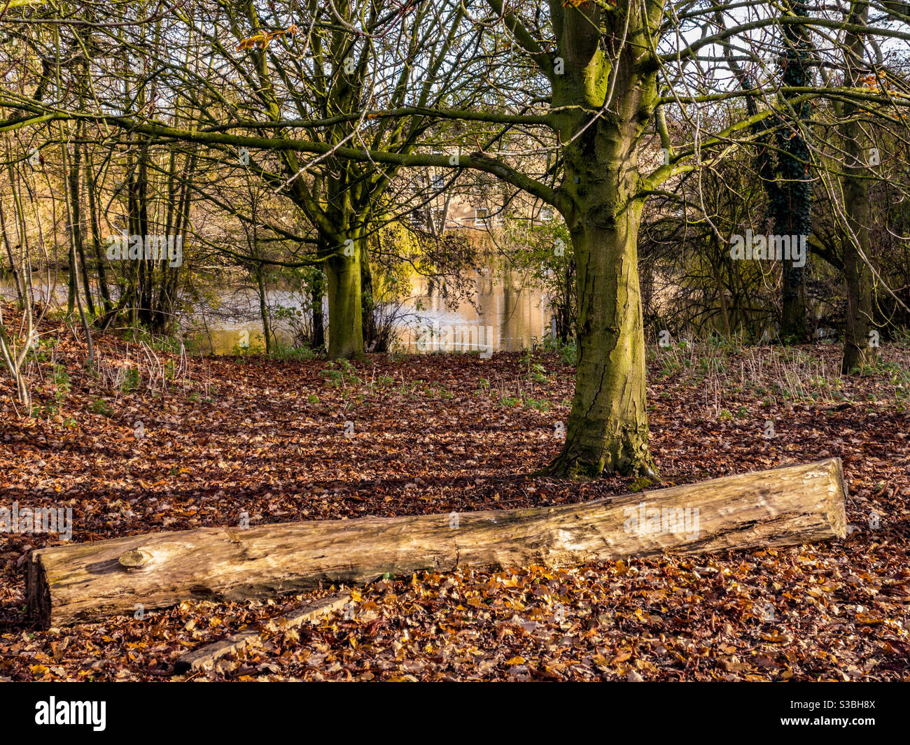 Log on ground with trees and fallen leaves in Autumn.  Lake in distance - Smartphone Captured Stock Image